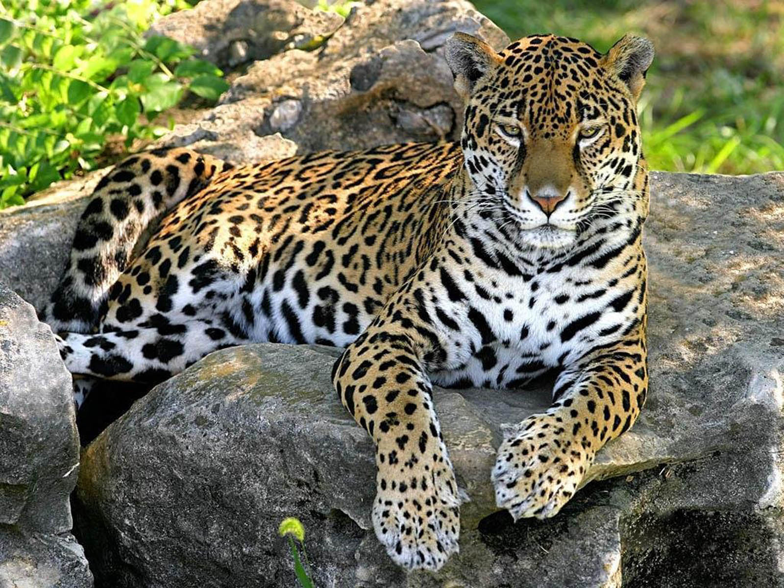 Фото с леопардом фото