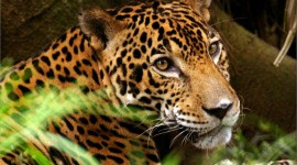 Jaguar Animal Wallpaper Background