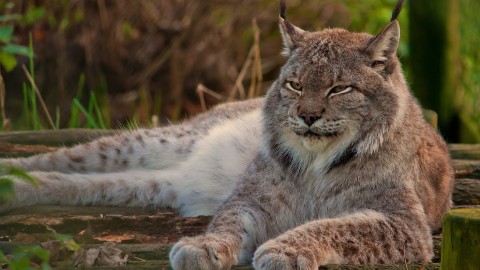 Lynx wallpapers high quality