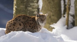 Lynx Photo