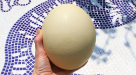 Ostrich Eggs Desktop Wallpaper