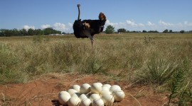 Ostrich Eggs Photo