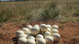 Ostrich Eggs Photo Download