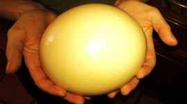 Ostrich Eggs Photo Free