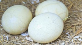 Ostrich Eggs Wallpaper