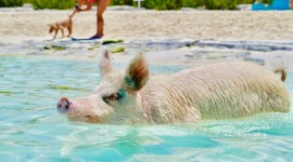 Pig Swim In Ocean Desktop Wallpaper