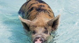 Pig Swim In Ocean Desktop Wallpaper For PC