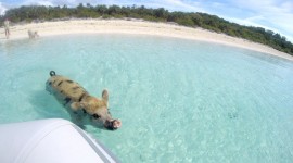 Pig Swim In Ocean Photo Download#1