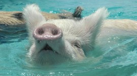 Pig Swim In Ocean Wallpaper Full HD#1