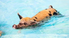 Pig Swim In Ocean Wallpaper HQ