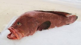 Red Grouper Wallpaper Background