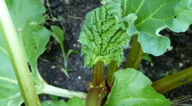 Rhubarb Photo