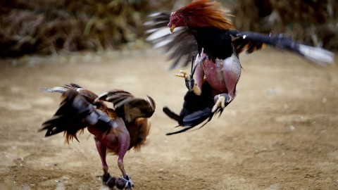 Rooster Fights wallpapers high quality