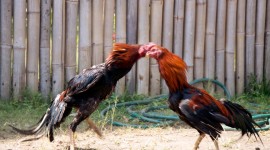 Rooster Fights Photo