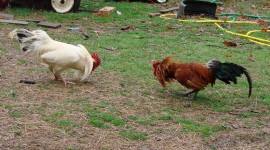 Rooster Fights Photo Download#1