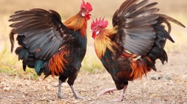 Rooster Fights Photo Free#1