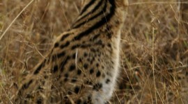 Serval Wallpaper For Android