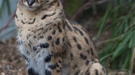 Serval Wallpaper For IPhone Download