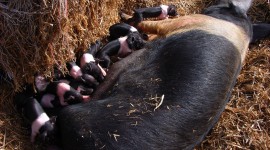 Sow Pig Photo