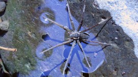 Spider On Water Desktop Wallpaper