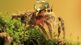 Spider On Water Image