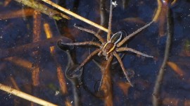 Spider On Water Photo