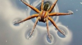 Spider On Water Wallpaper For IPhone