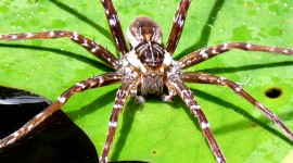 Spider On Water Wallpaper For PC