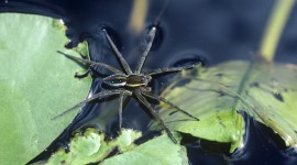 Spider On Water Wallpaper Free