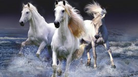Three Horses Wallpaper Gallery