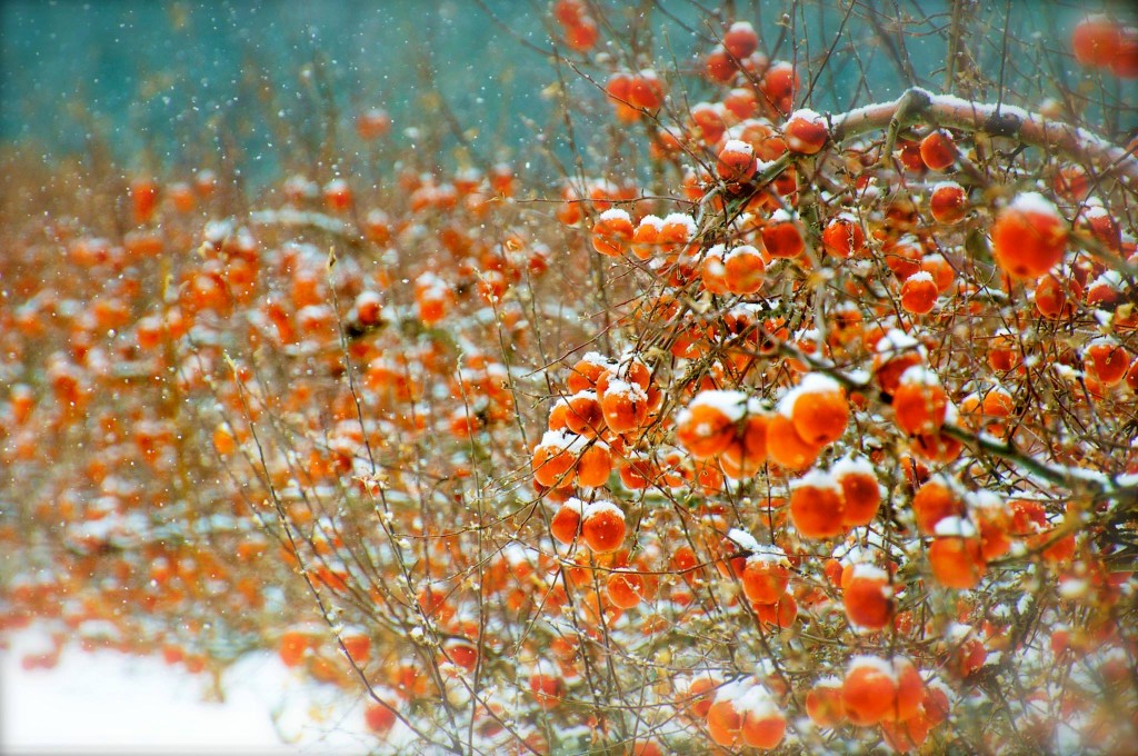 Winter Apples wallpapers HD