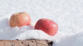 Winter Apples Photo Download#1