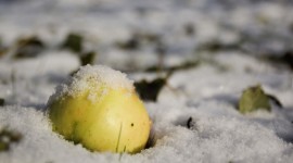 Winter Apples Photo Free