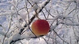 Winter Apples Photo Free#1