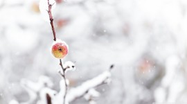 Winter Apples Wallpaper 1080p