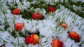 Winter Apples Wallpaper