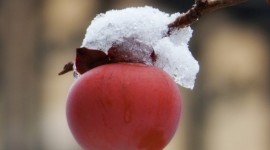 Winter Apples Wallpaper For Android