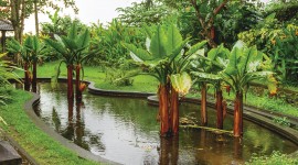 Banana Palm Trees Desktop Wallpaper