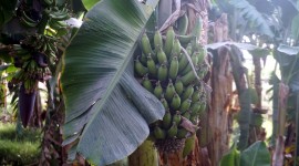 Banana Palm Trees Photo