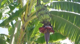 Banana Palm Trees Photo Free