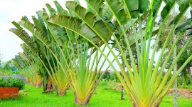 Banana Palm Trees Wallpaper