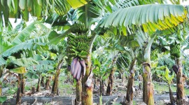 Banana Palm Trees Wallpaper Download