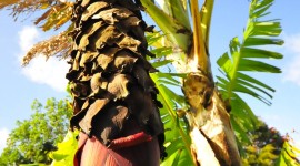 Banana Palm Trees Wallpaper For Mobile