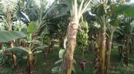 Banana Palm Trees Wallpaper Free