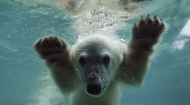 Bears Swimming Photo Download#1