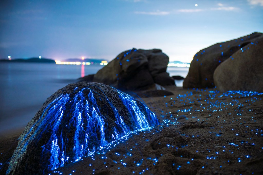 Bioluminescence Wallpapers High Quality | Download Free