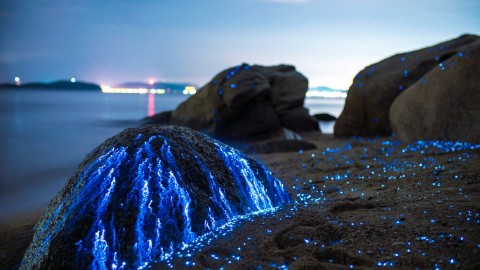 Bioluminescence wallpapers high quality