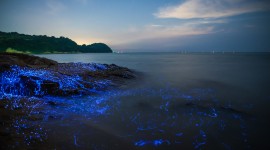 Bioluminescence Desktop Wallpaper