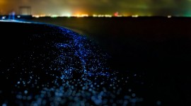 Bioluminescence Desktop Wallpaper For PC