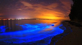 Bioluminescence Image Download